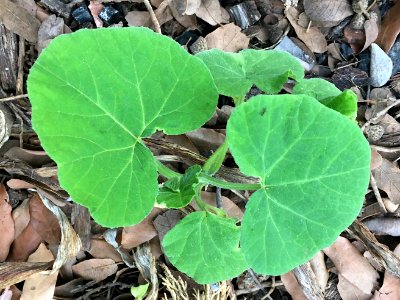 Hollyhock is BACK!
