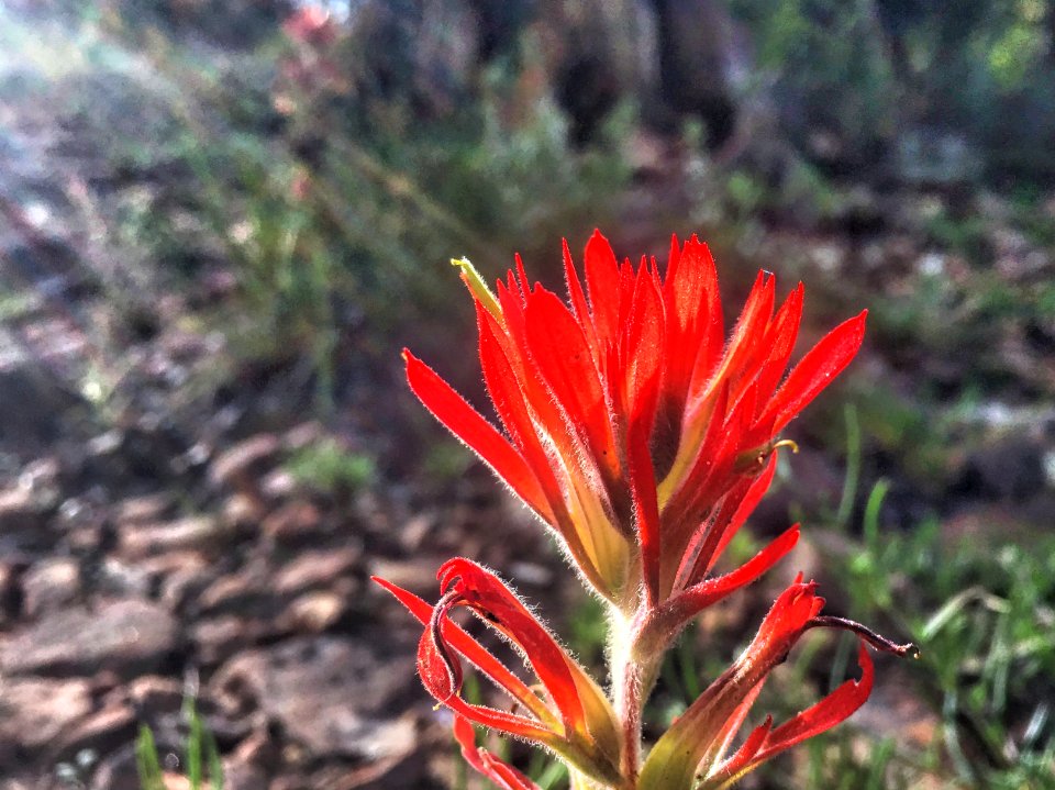 Painted Paintbrush