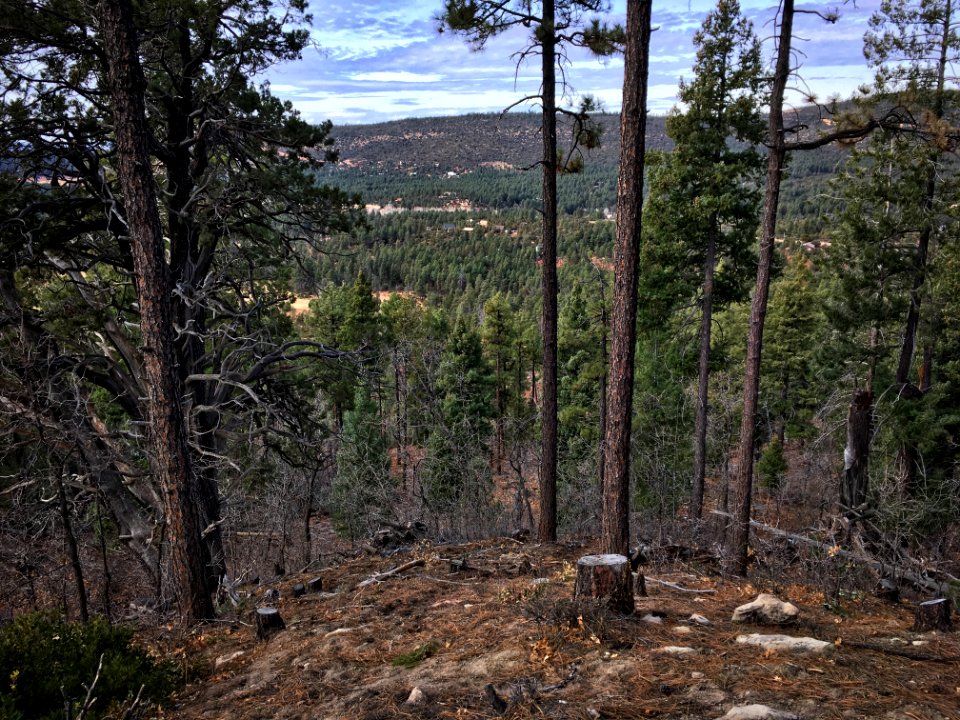 Up High, A View of Strawberry