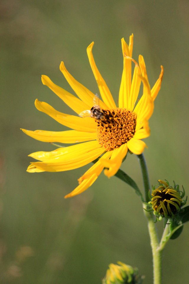 Syrphid fly on Maximilian Sunflower