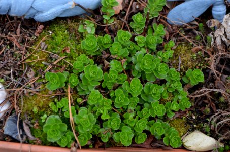 Sedum in Spring