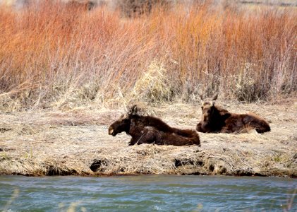 Young bull moose at Seedskadee National Wildlife Refuge