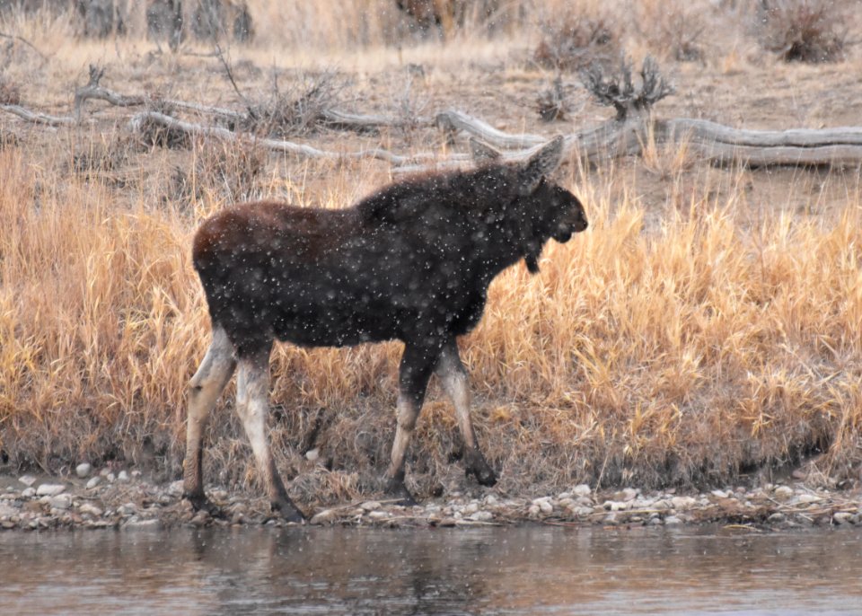 Moose at Seedskadee National Wildlife Refuge