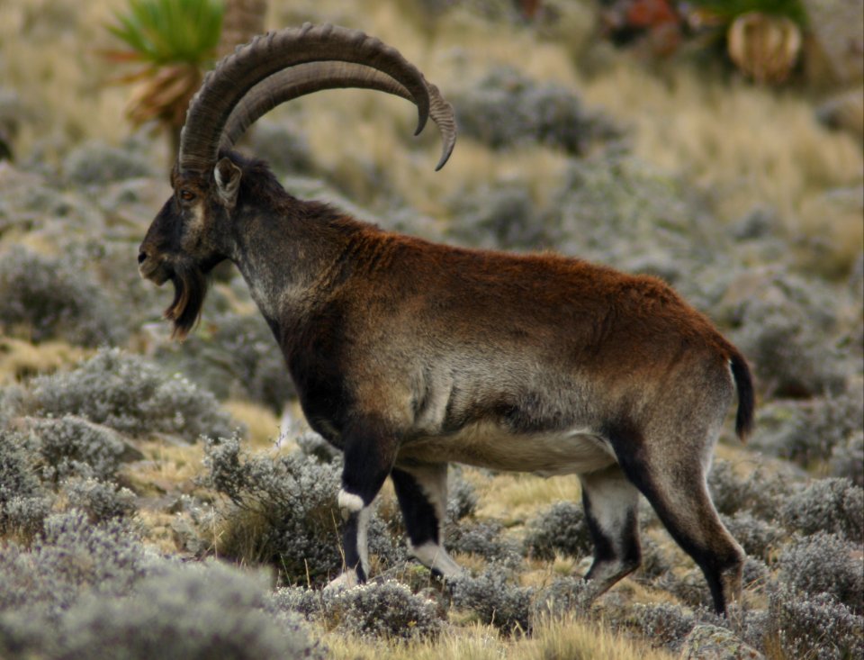 Walia ibex, Simien Mountains National Park, Ethiopian Highlands