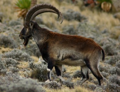 Walia ibex, Simien Mountains National Park, Ethiopian Highlands photo