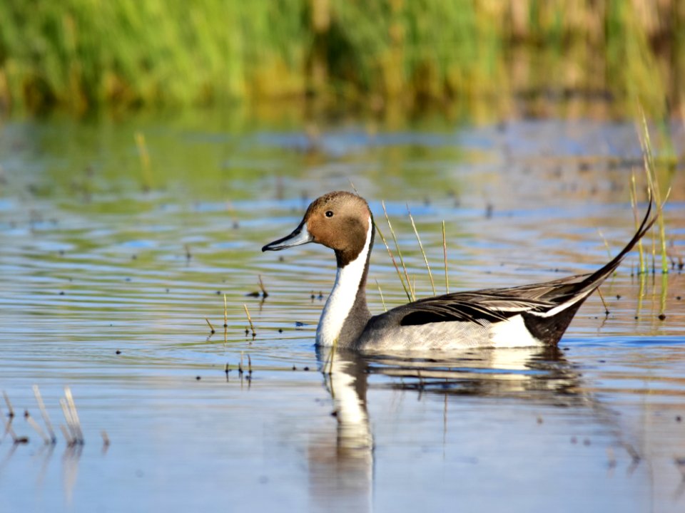 Northern pintail at Seedskadee National Wildlife Refuge