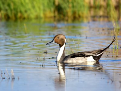 Northern pintail at Seedskadee National Wildlife Refuge