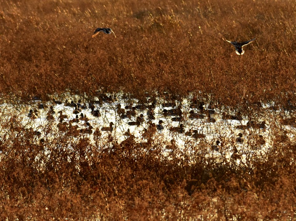 Waterfowl on LaCreek National Wildlife Refuge