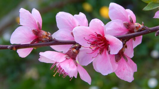 Flowery branch spring gyümölcsvirág photo