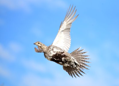 Greater sage-grouse at Seedskadee National Wildlife Refuge