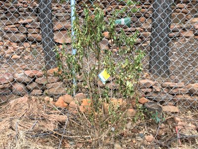 One Forsythia Struggles