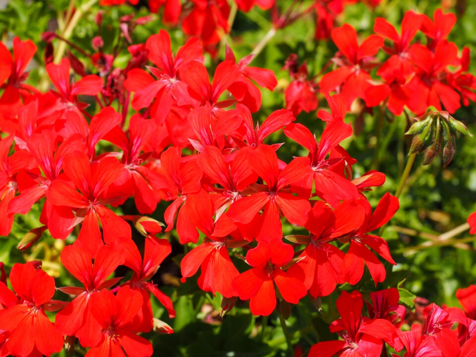 Pelargonium grandiflorum colorful regal pelargonium