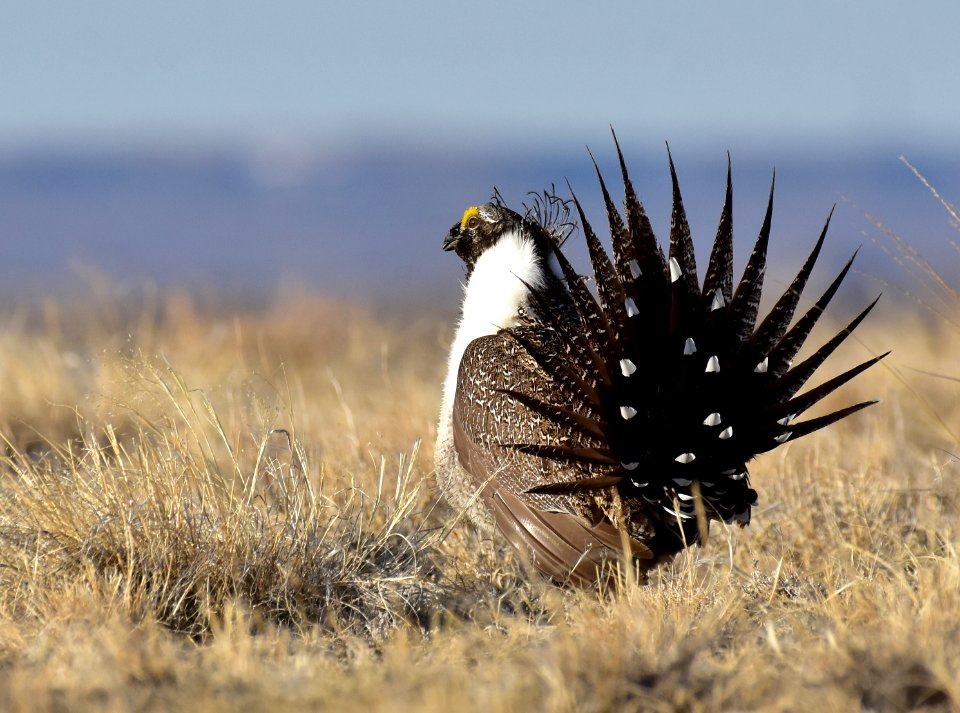 Greater sage-grouse near Seedskadee National Wildlife Refuge