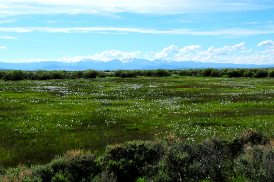 Wet meadow at Arapaho National Wildlife Refuge
