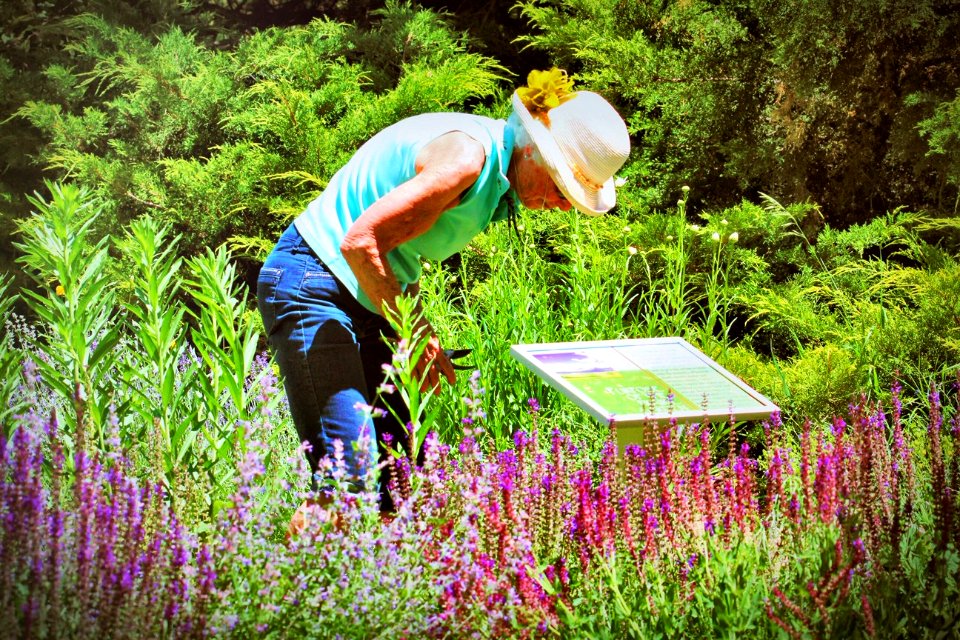 Garden Pollinator Jo