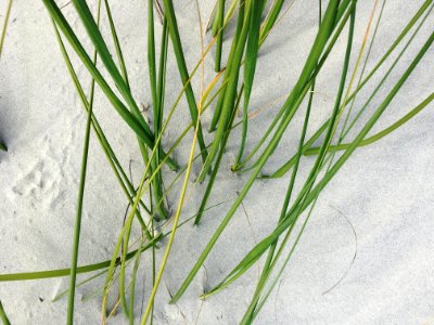 Grass is Mightier Than The Dune