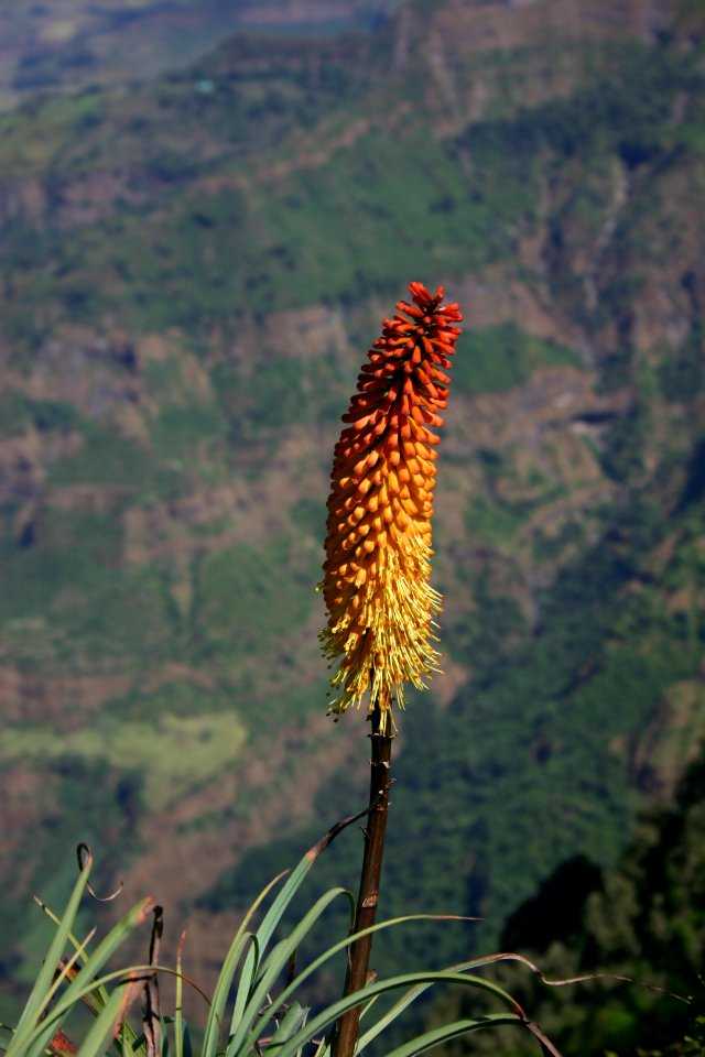 Kniphofia, Simien Mountains National Park, Ethiopian Highlands
