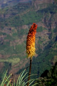 Kniphofia, Simien Mountains National Park, Ethiopian Highlands