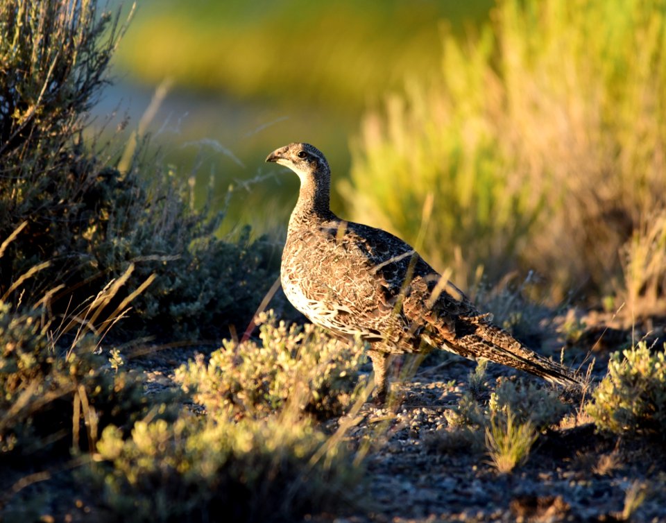 Greater sage-grouse at Seedskadee National Wildlife Refuge