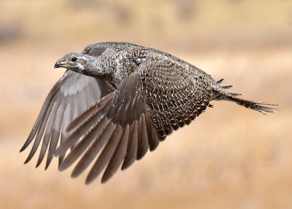 Greater sage-grouse at Seedskadee National Wildlife Refuge