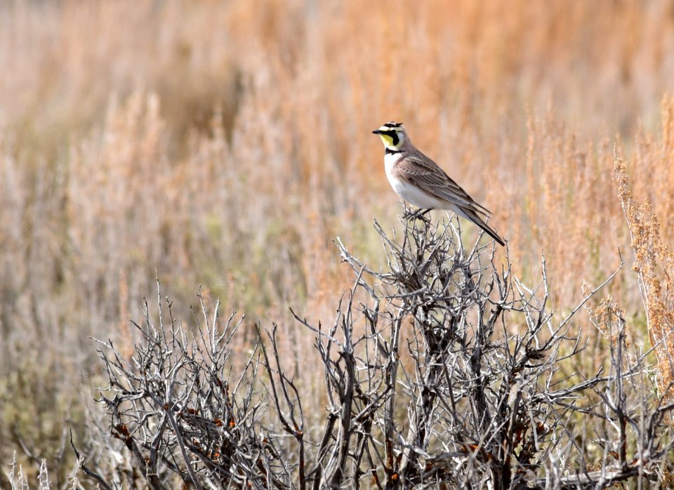 Horned lark at Seedskadee National Wildlife Refuge