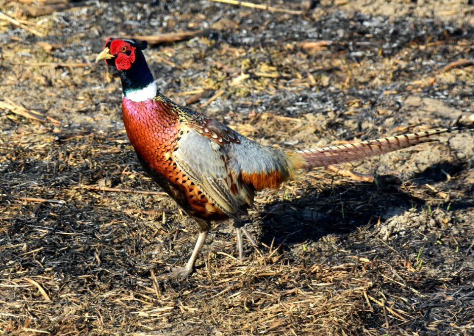 Ring-necked pheasant at LaCreek National Wildlife Refuge