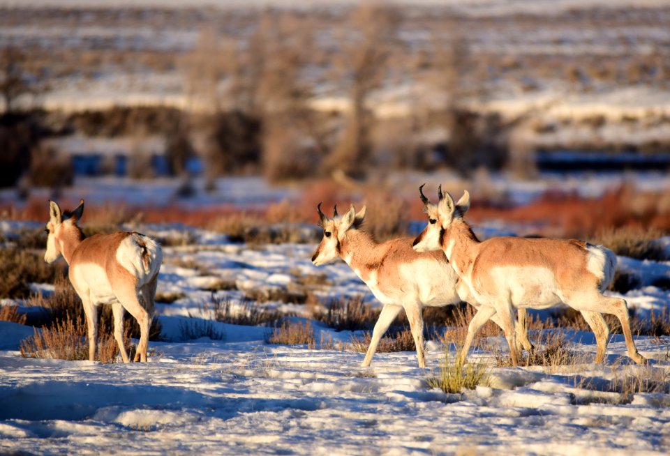 Pronghorn on Seedskadee National Wildlife Refuge