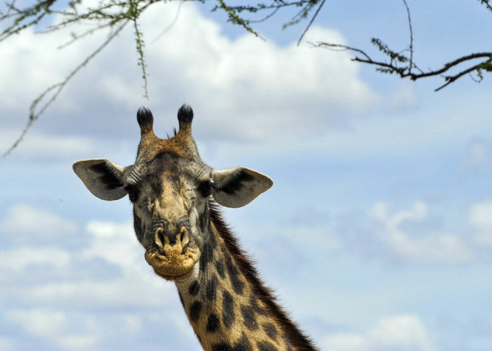 Serengeti plains africa