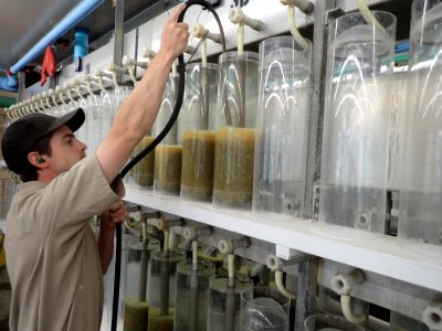 Siphoning walleye eggs photo