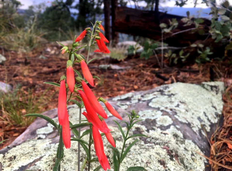 Penstemon Atop the Mogollon Rim