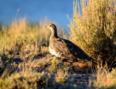 Greater sage-grouse at Seedskadee National Wildlife Refuge