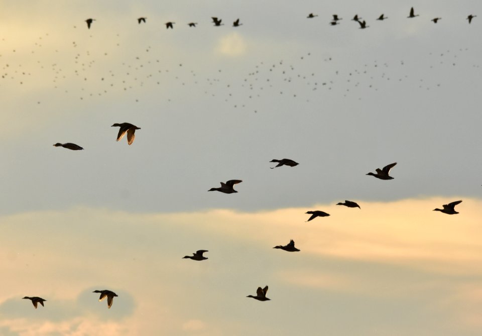 Waterfowl on LaCreek National Wildlife Refuge