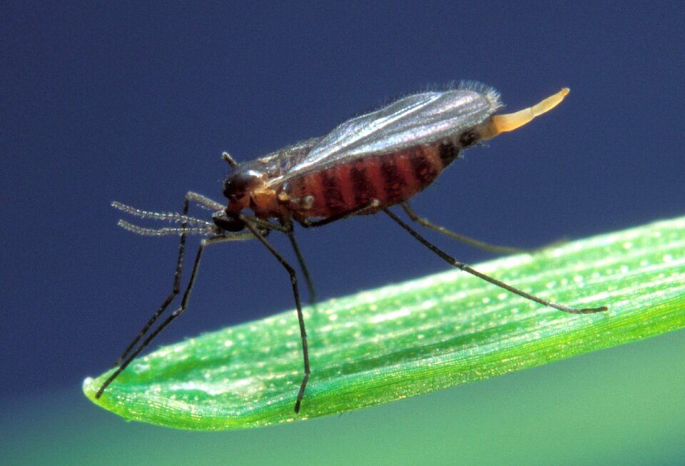 Barley midge mayetiola destructor pest