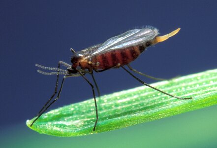 Barley midge mayetiola destructor pest