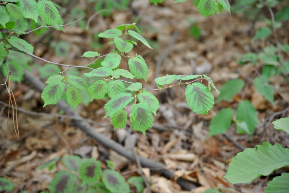 Bukhansan National Park