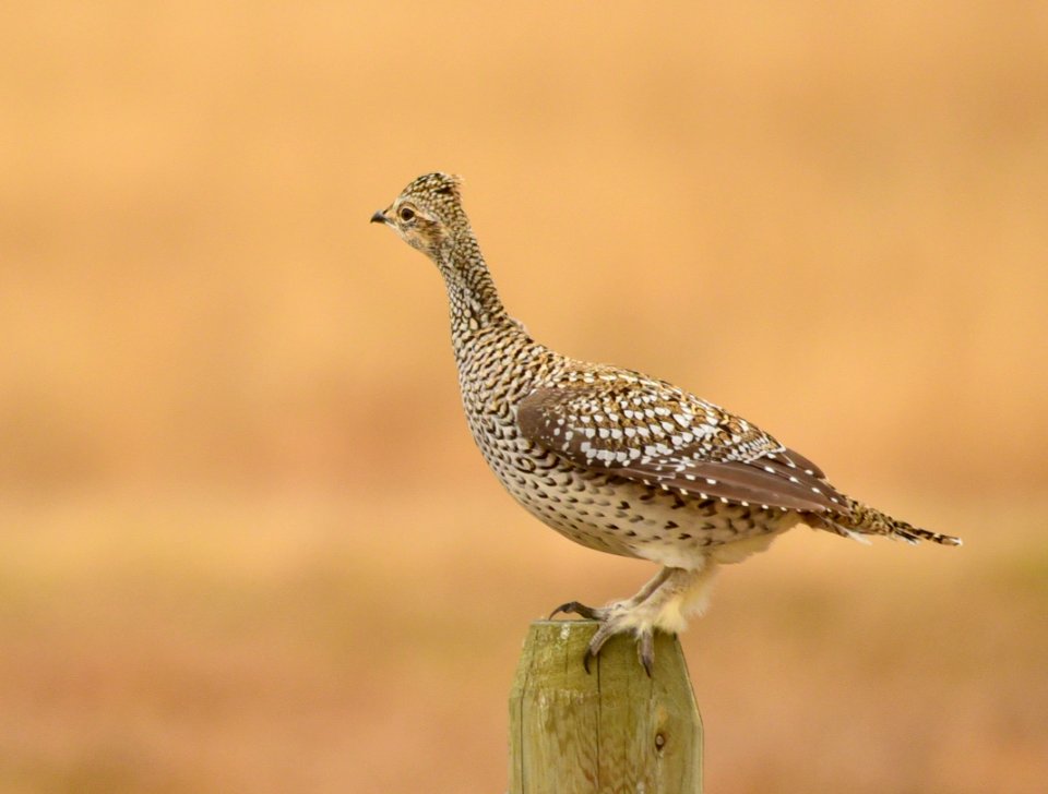 Sharp-tailed grouse at LaCreek National Wildlife Refuge