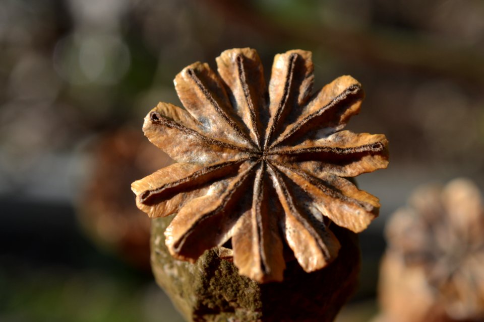 Poppy Seed Head 005