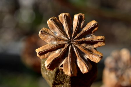 Poppy Seed Head 005