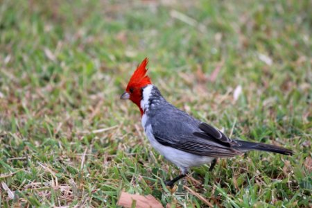 Red-crested cardinal
