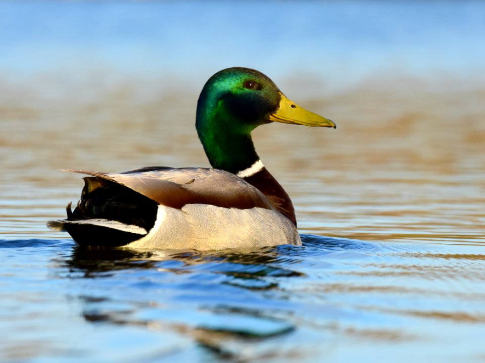 Mallard at LaCreek National Wildlife Refuge