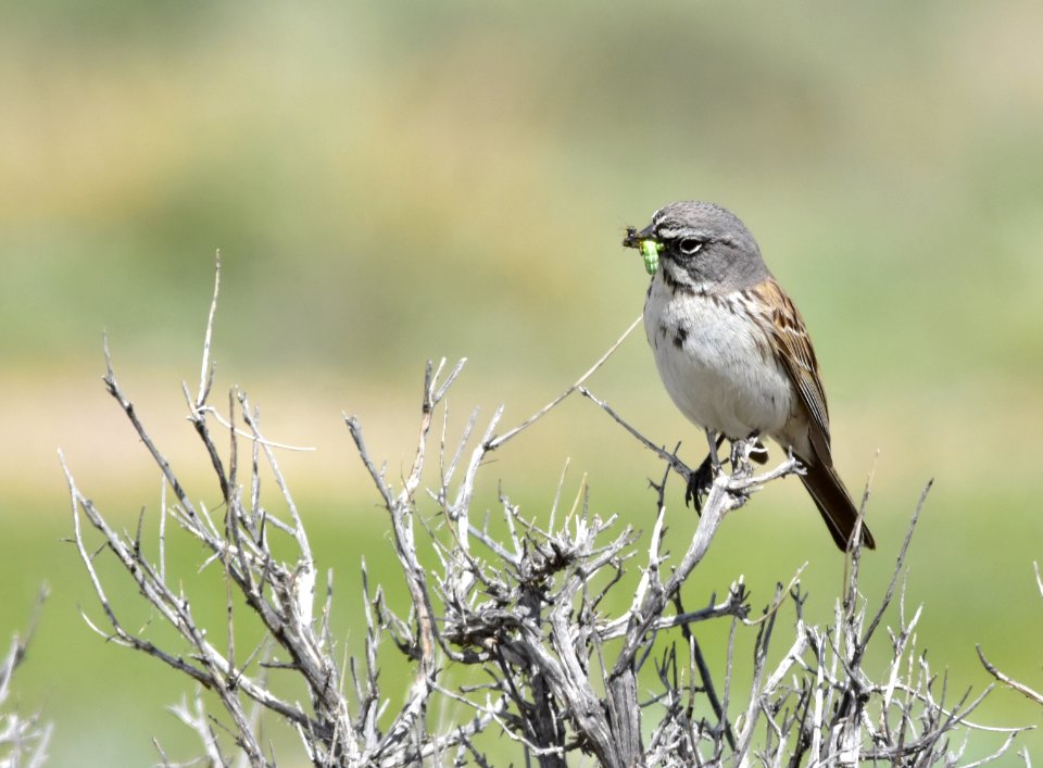 Sagebrush sparrow at Seedskadee National Wildlife Refuge