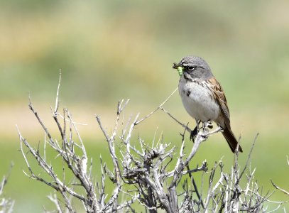 Sagebrush sparrow at Seedskadee National Wildlife Refuge