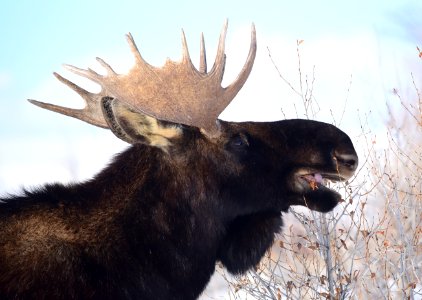Moose at Seedskadee National Wildlife Refuge