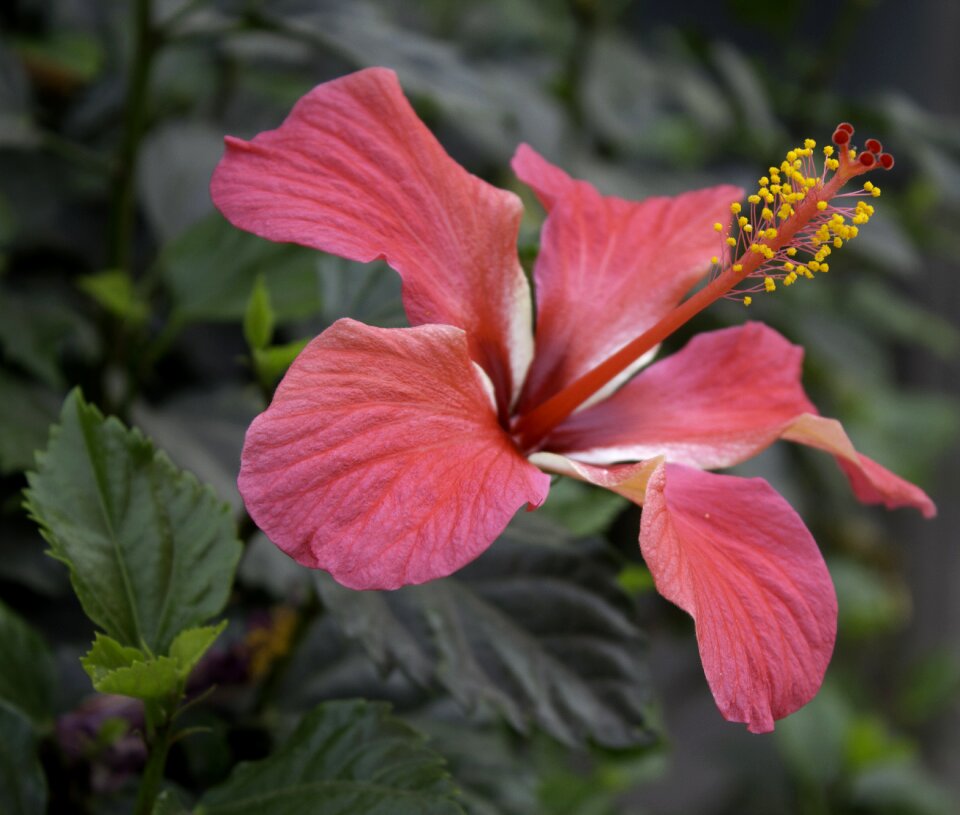 Nature flora red