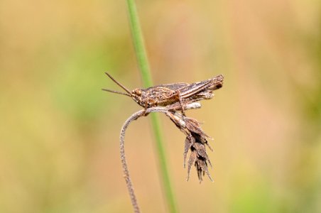 Saltamontes photo