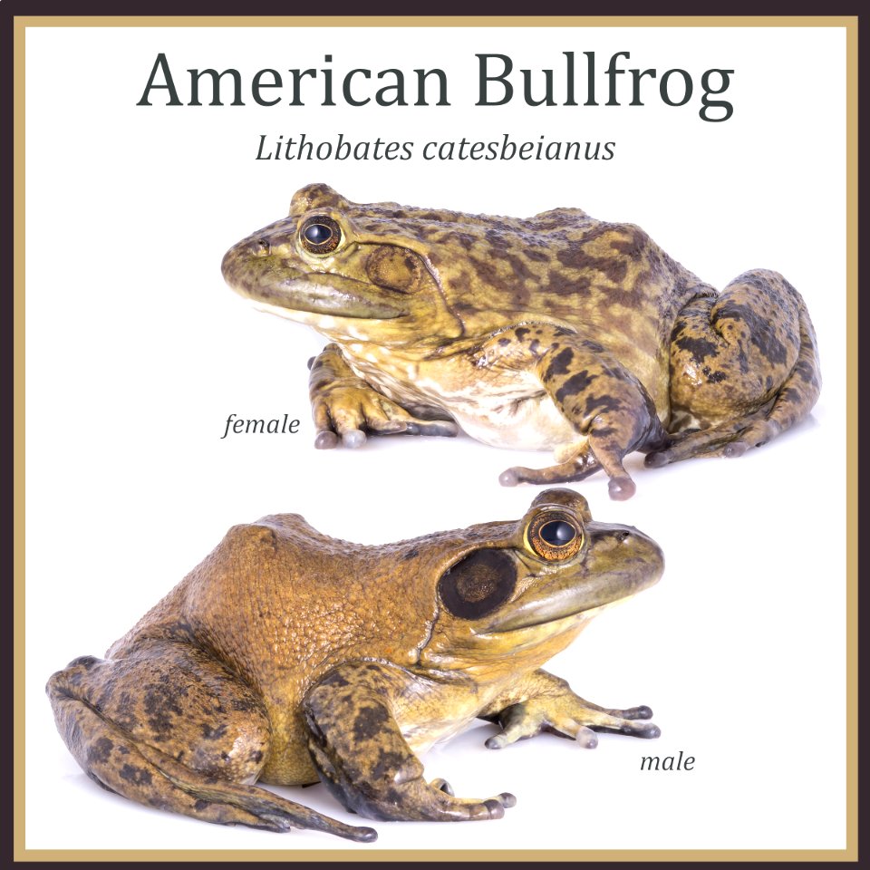 American bullfrog male and female