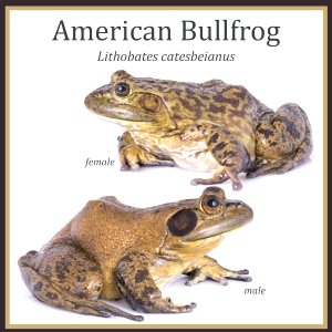 American bullfrog male and female photo