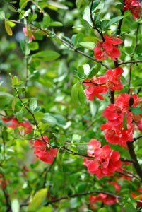 Namsan Park Spring 2016