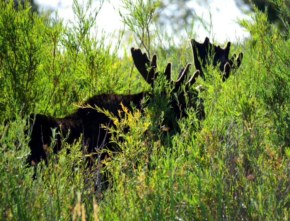 Moose at Seedskadee National Wildlife Refuge