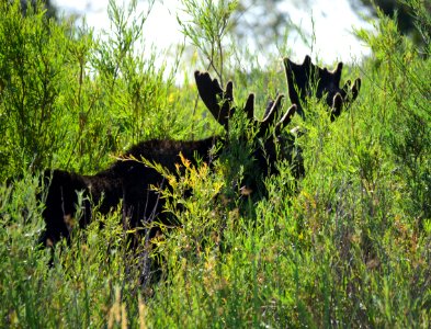 Moose at Seedskadee National Wildlife Refuge
